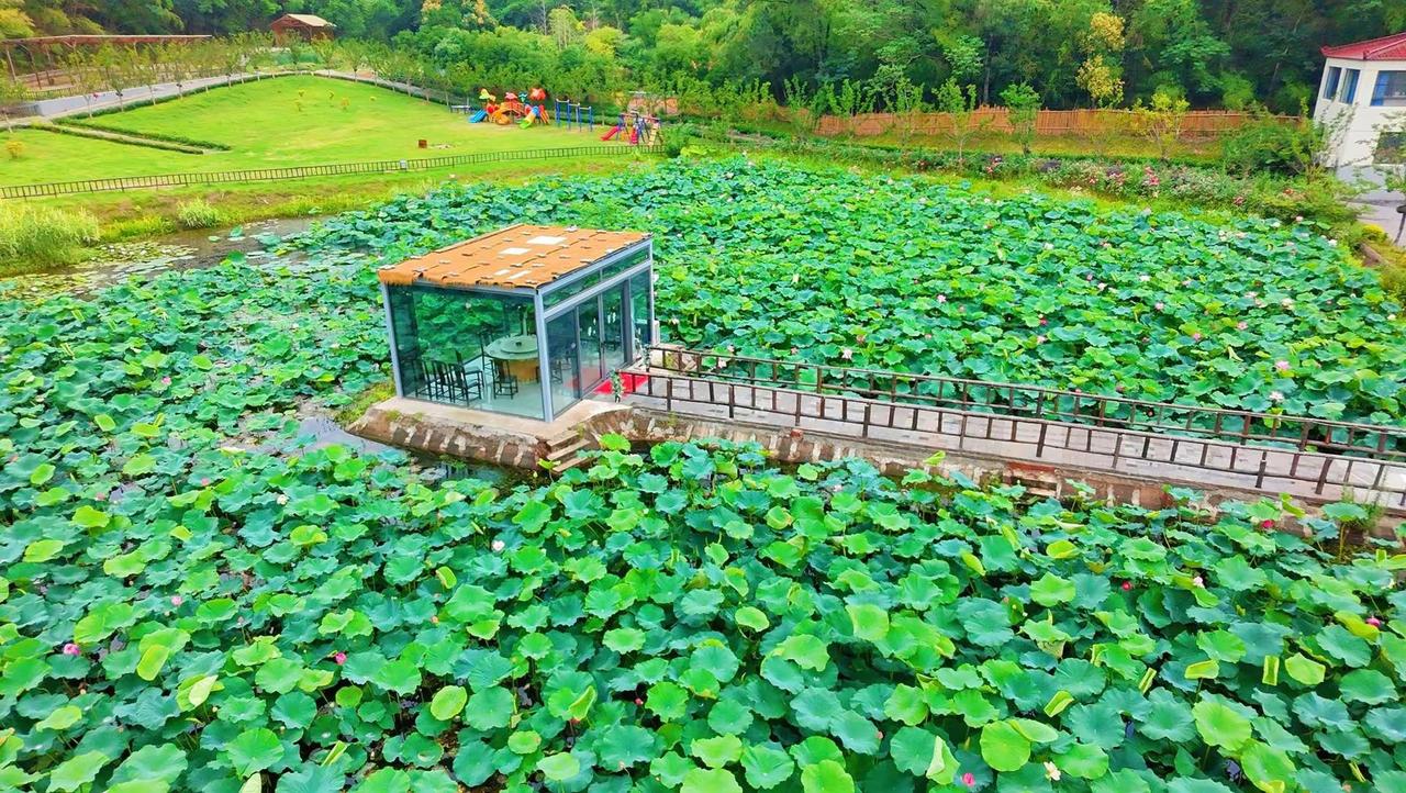 昼极于此，夏盛从今，半夏丛生，荷香漫岸。漫长日光铺遍山野街巷，蝉鸣撕开盛夏的热烈