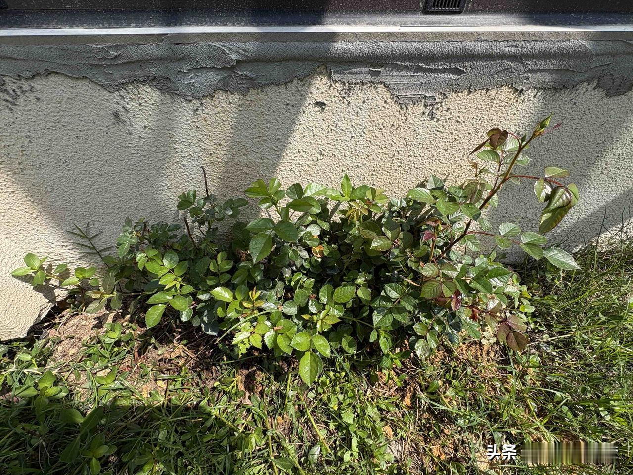 即将枯萎的月季，不得不丢在墙脚，让它自生自灭，在经历半个月之后，她它竟然焕发了生