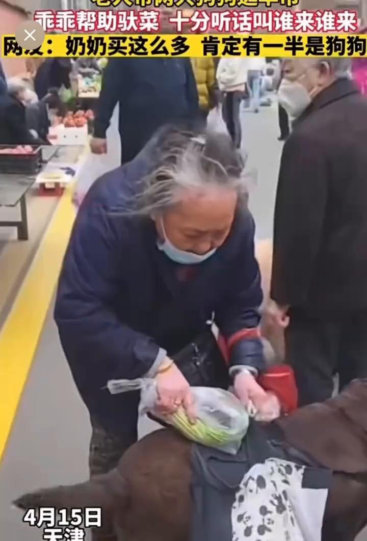 乖乖帮助驮菜十分听话，叫谁来谁来。网友：奶奶买这么多肯定有一半是狗狗的。
4月1