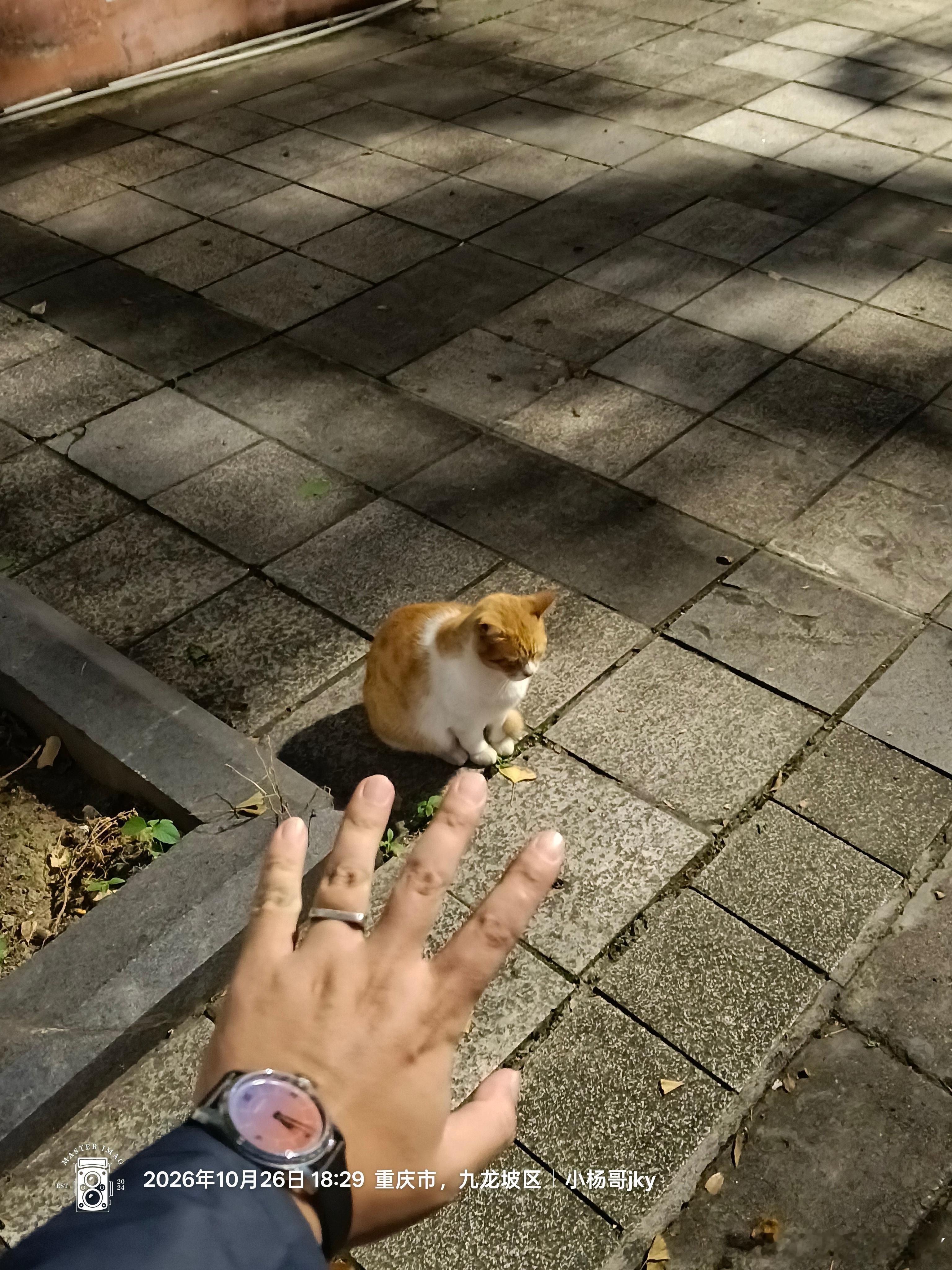 小杨哥随手拍 舞蹈学校侧门这个猫儿望到我​但是我包头也没吃的啊​只能拜拜  ​​