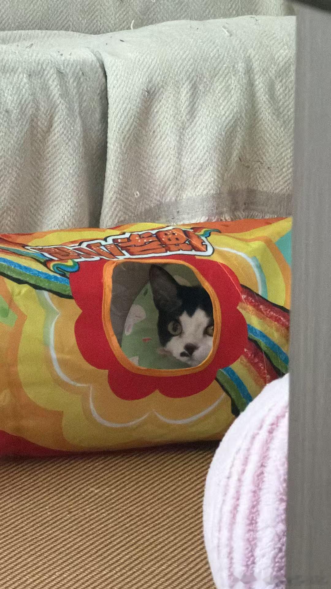 猫猫祟祟👀 