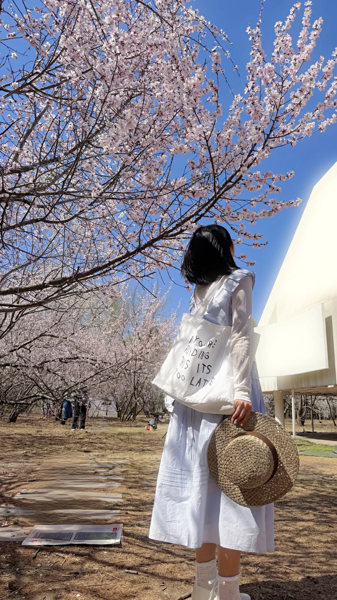 长春春日山杏顶流 白房子拍照绝美