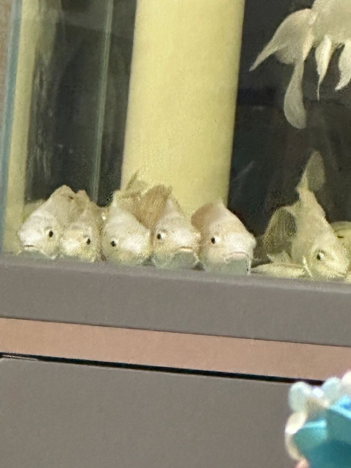 没想到鱼儿也开早会啊
