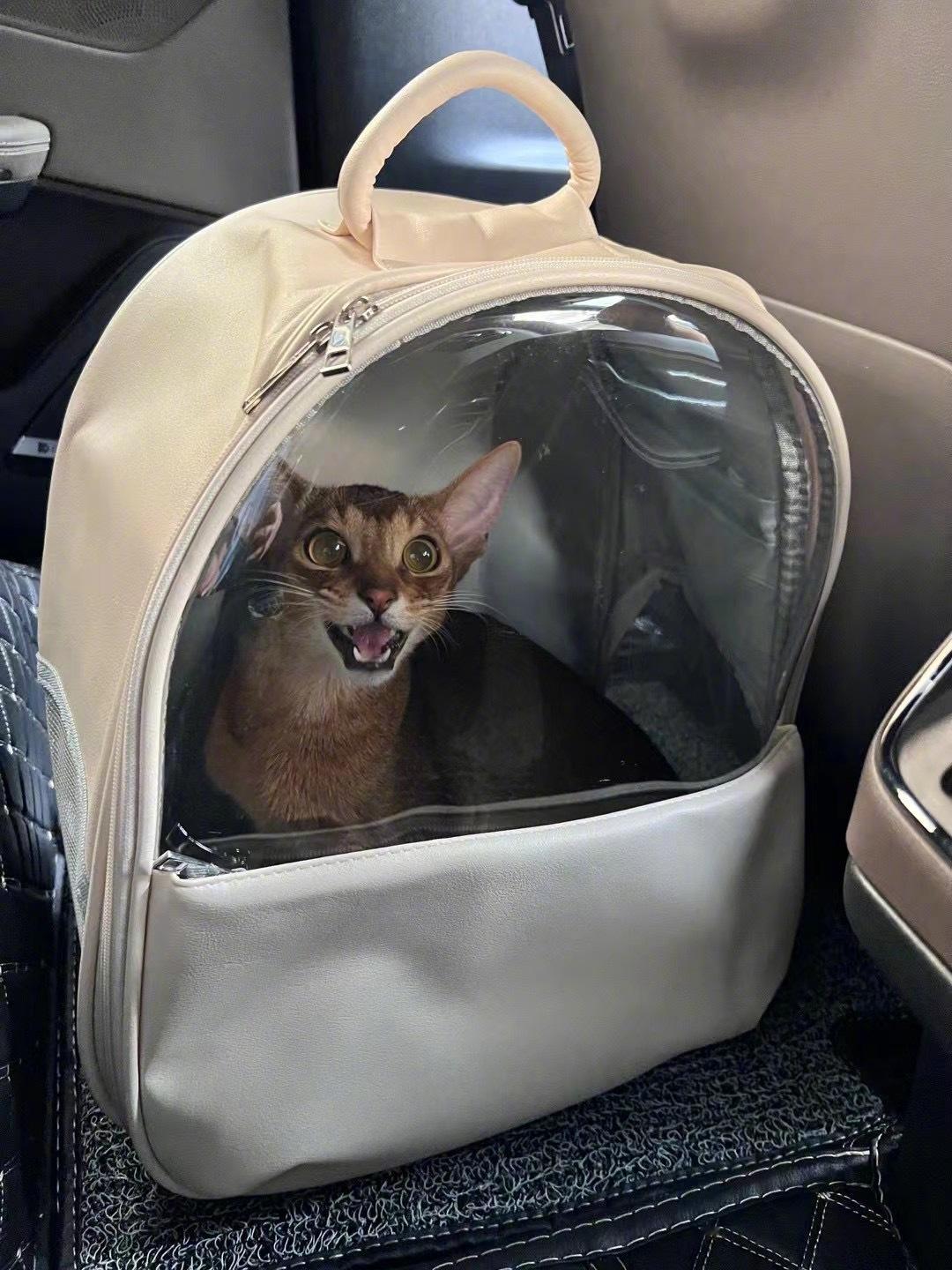 把希达接回家，顺便拆几个堆积的快递📦回到家就直接瘫床上的🐱｜新的大水壶🫙｜