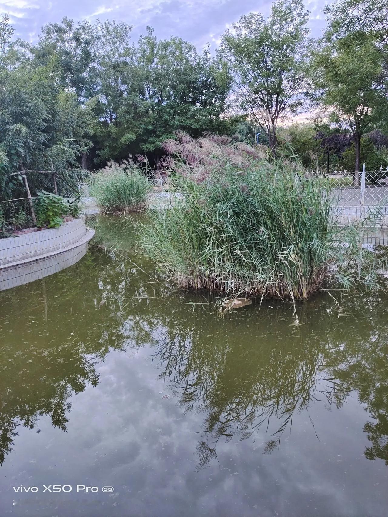 #秋日生活打卡季#秋天到了，小区池塘里的芦苇随风摇摆