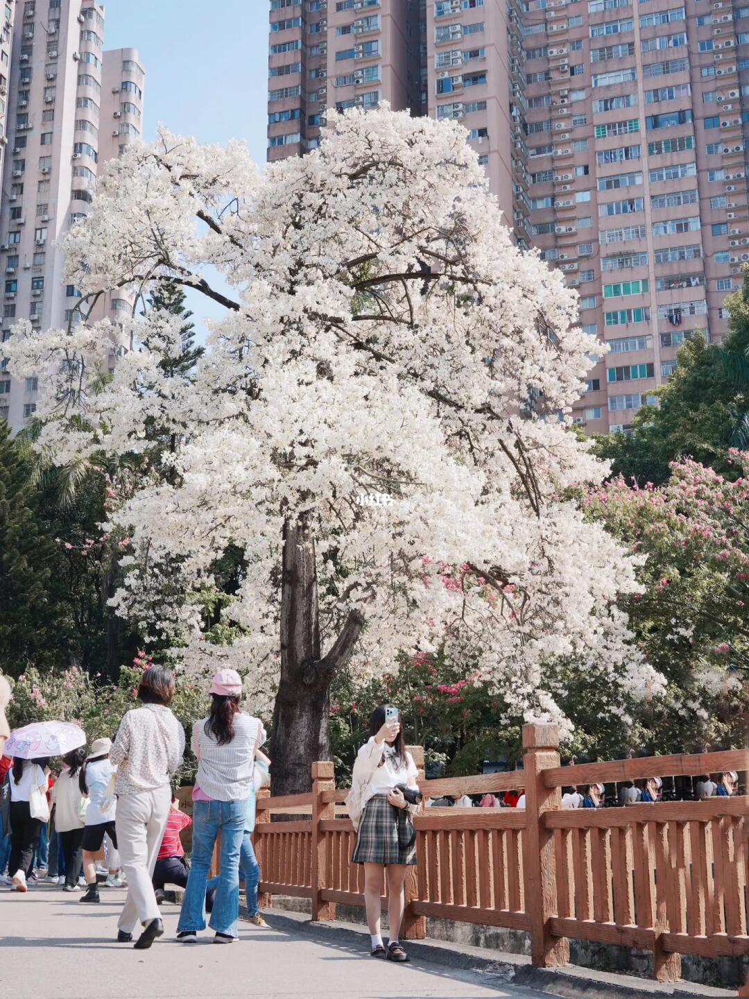 被朋友骂疯了，为了一棵树跑来广州