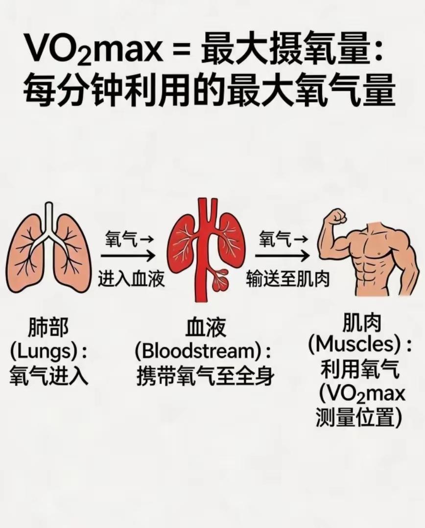 四大世界级体能硬核标准！运动员专属门槛，普通人切勿盲目挑战
运动医学界公认四项顶