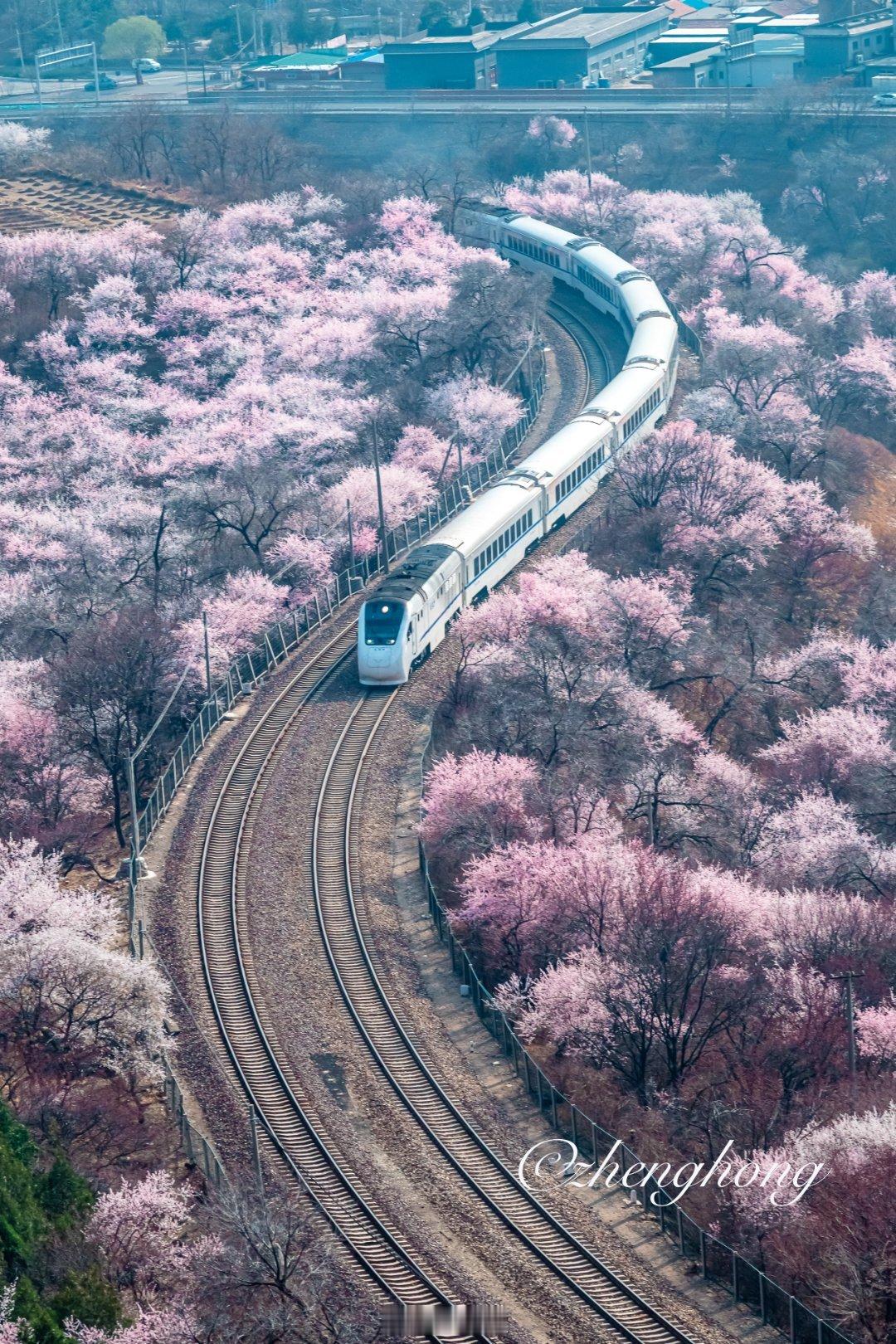 春暖花开 北京居庸关长城脚下的山花绽放 S线穿行花海开启了春日浪漫之旅摄影​​​