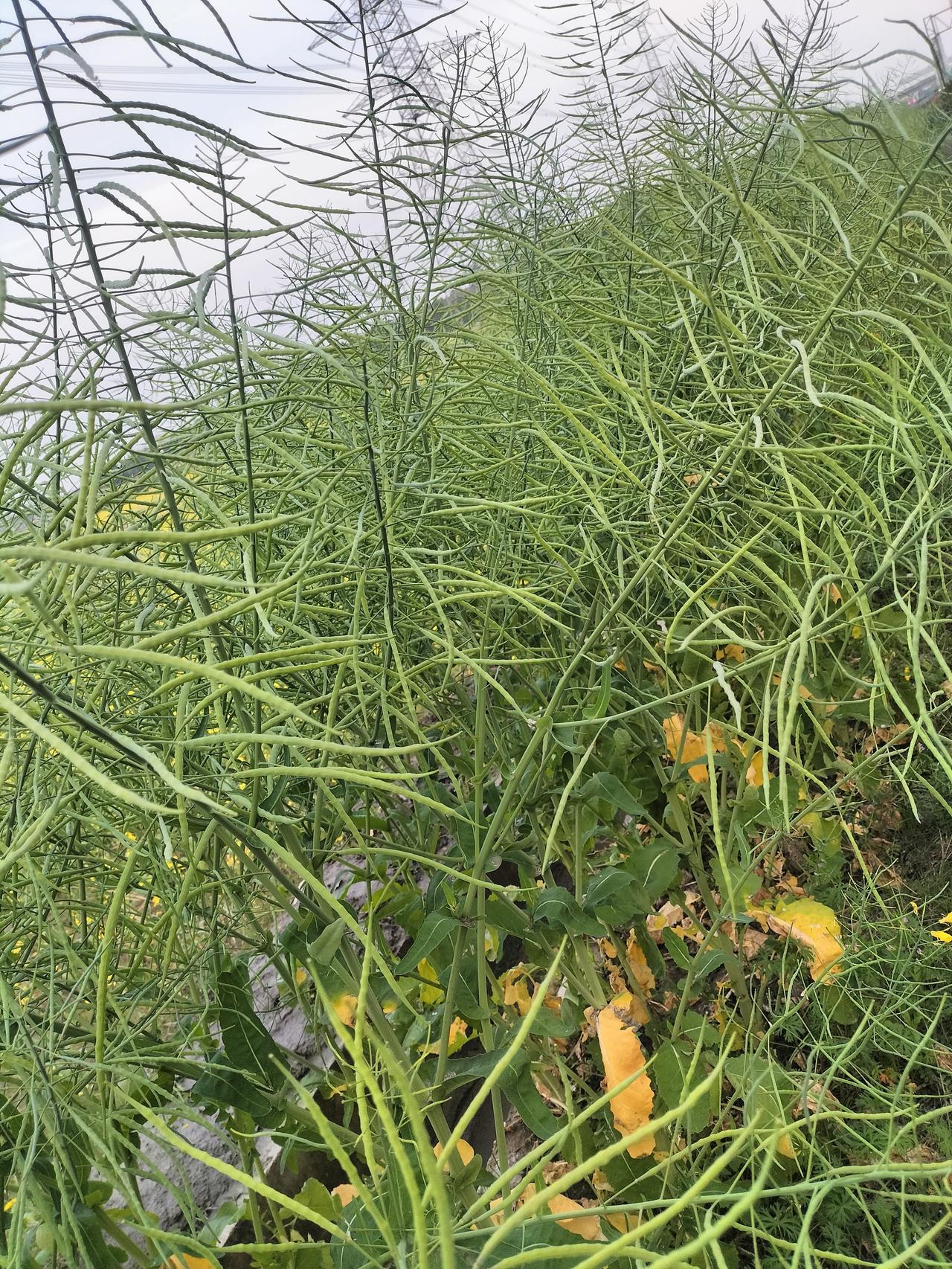 翠绿的油菜壳子，颗粒饱满，预示着丰收油菜熟呢 菜苔籽