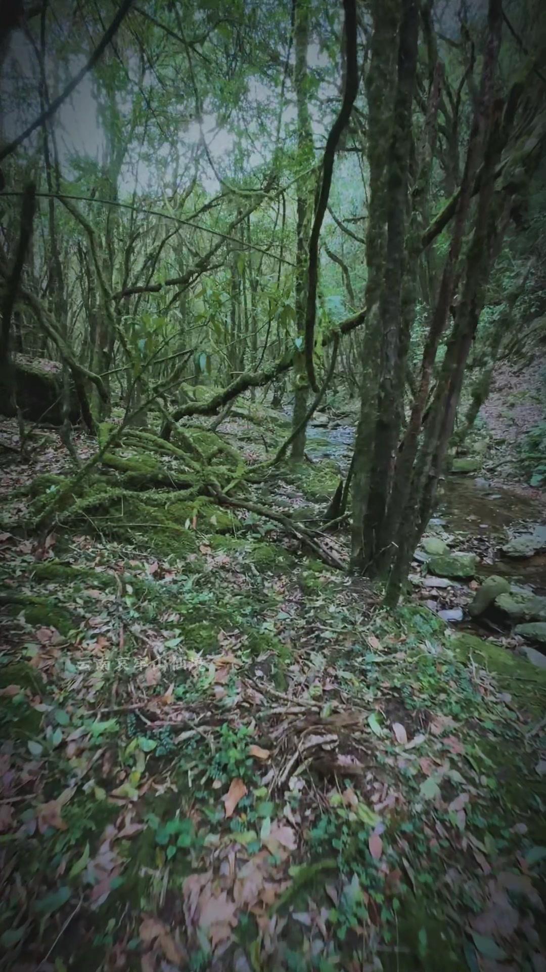 哀牢山的原始森林真的太治愈了！走进去就像闯进了天然氧吧，空气都是清新的味道。
