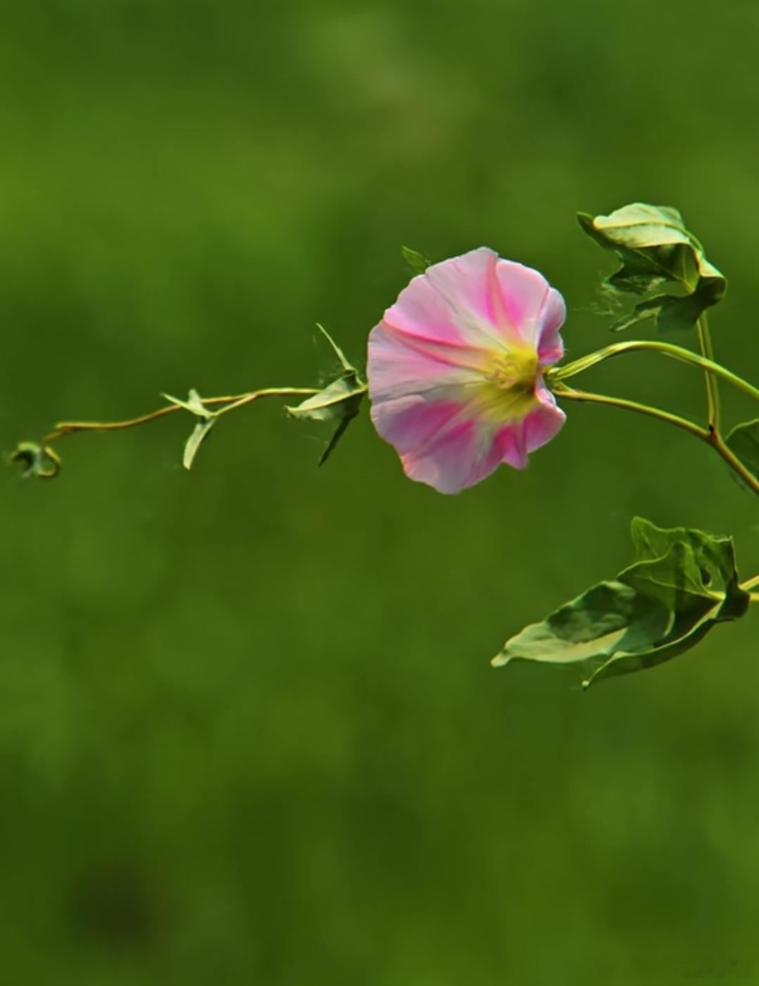 洋洋高锐^谁是谁的菜◎午夜……深深的午夜爱……呢◎窗外一株花窗内一株花哪朵……醉