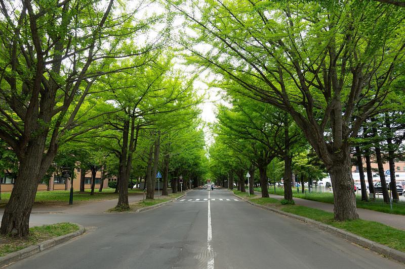 院角的两棵树，是岁月写就的生命哲思。
白杨笔挺如剑，枝干在云里铺展成伞，每一寸纹