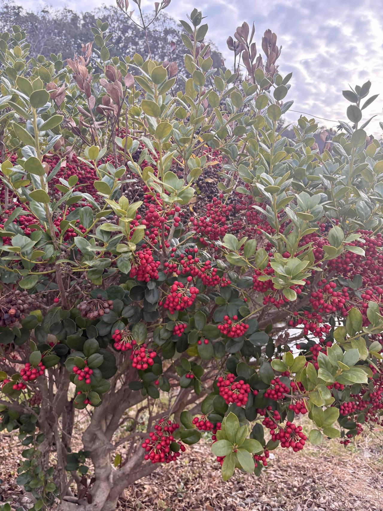 有人大代表提议高速免费，不再只限于节假日。可行吗？

完全全年无条件免费不可行，