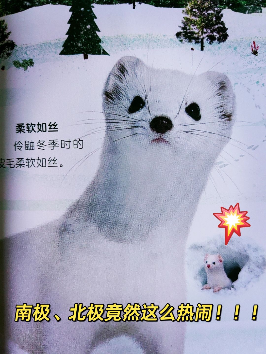💥极地大百科！颠覆你对南极北极的认知！