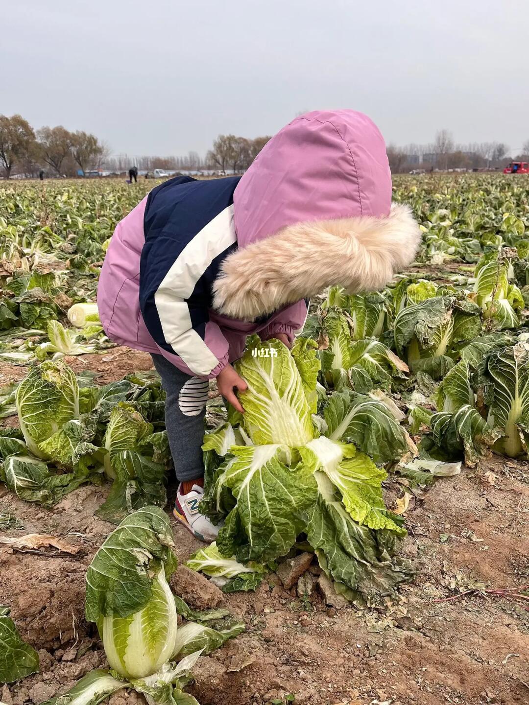 北京白菜免费摘🥬自制辣白菜超美味❗️附地图