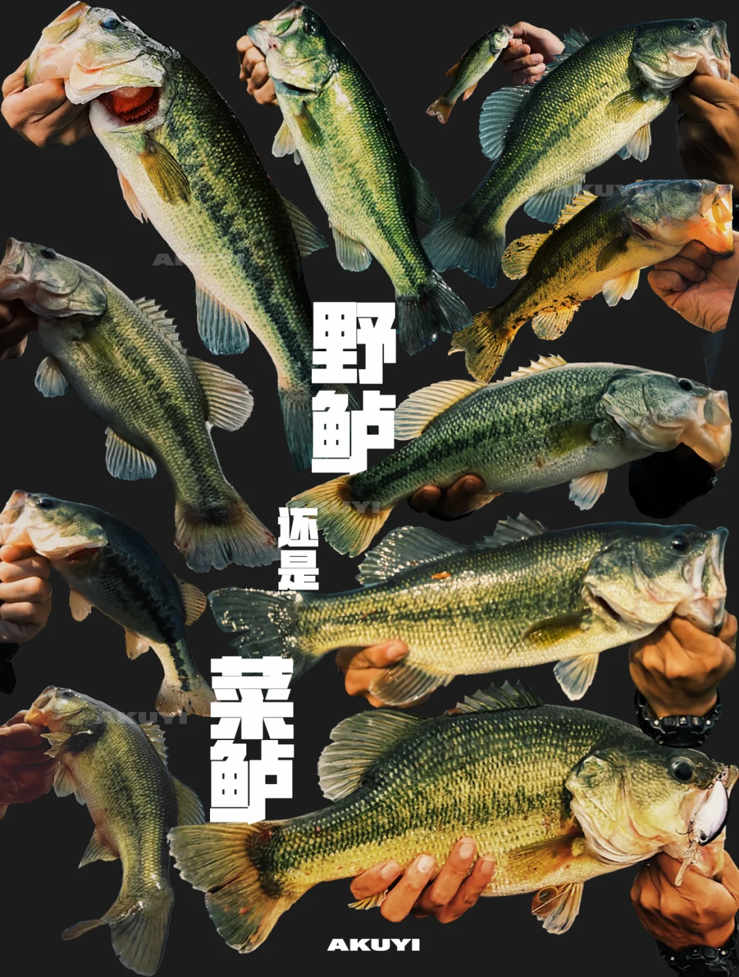 野鲈还是菜鲈？