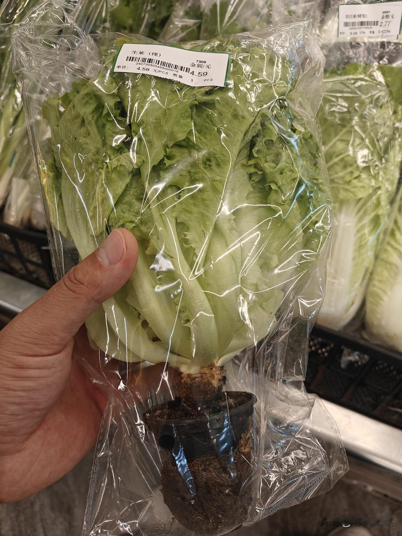 现在超市的菜都带着根卖？是让回去再种吗？

今天在超市看到这个生菜，还带着育苗盆