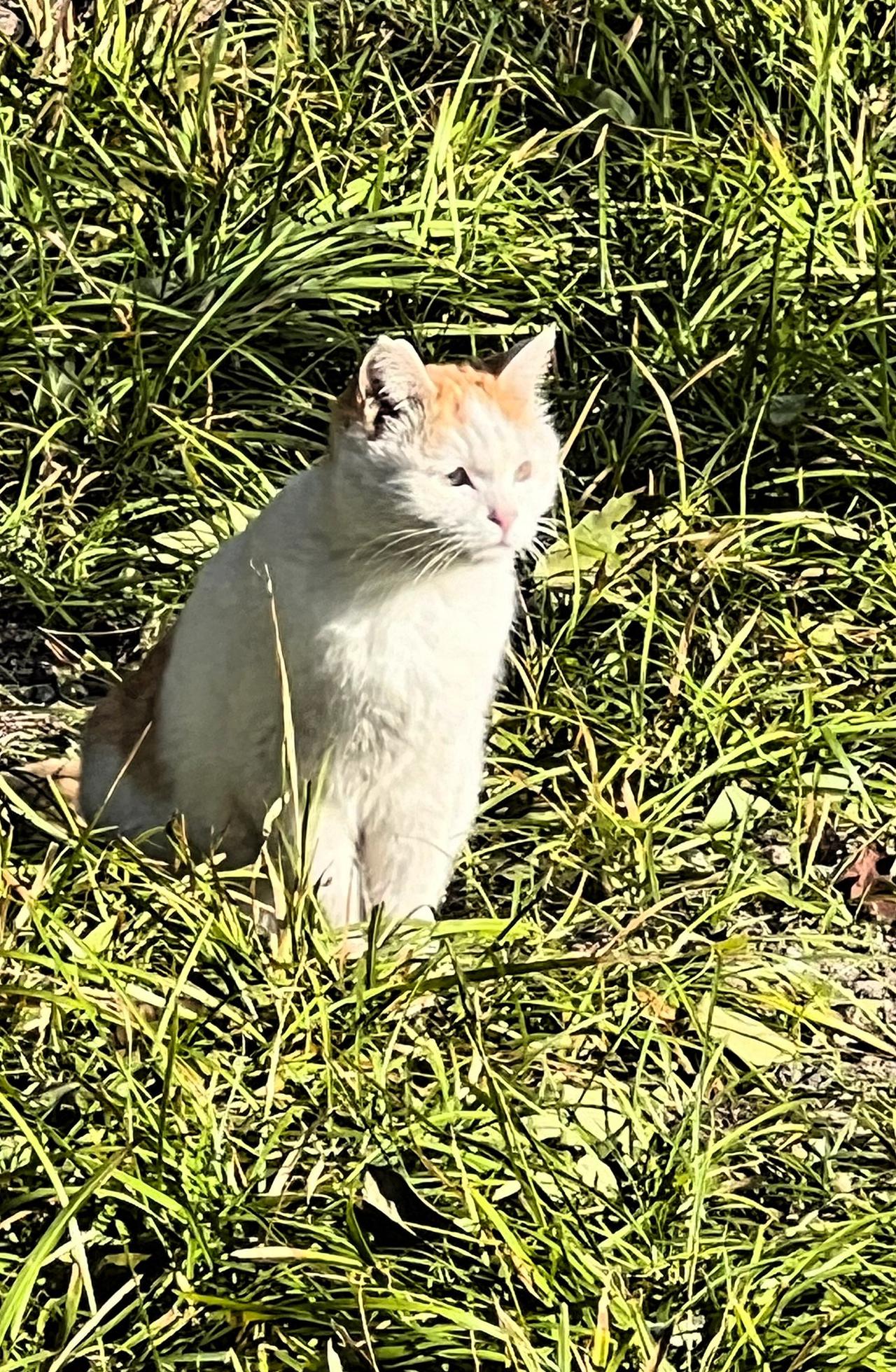 晒晒可爱流浪猫