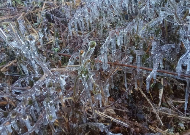 古镇|奇景！一夜之间缅甸“山城”被“冰雪”刷屏，网友大呼：好冷