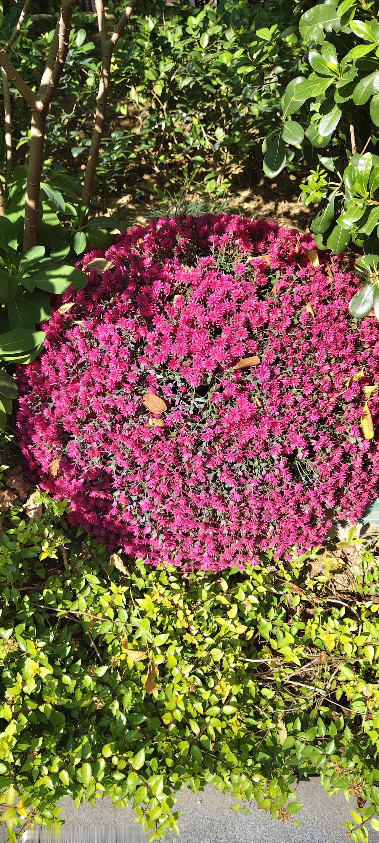 路边偶遇一团“紫红色花球”，远远看着太惊艳✨
 
出门散步偶然发现这一大丛红花，