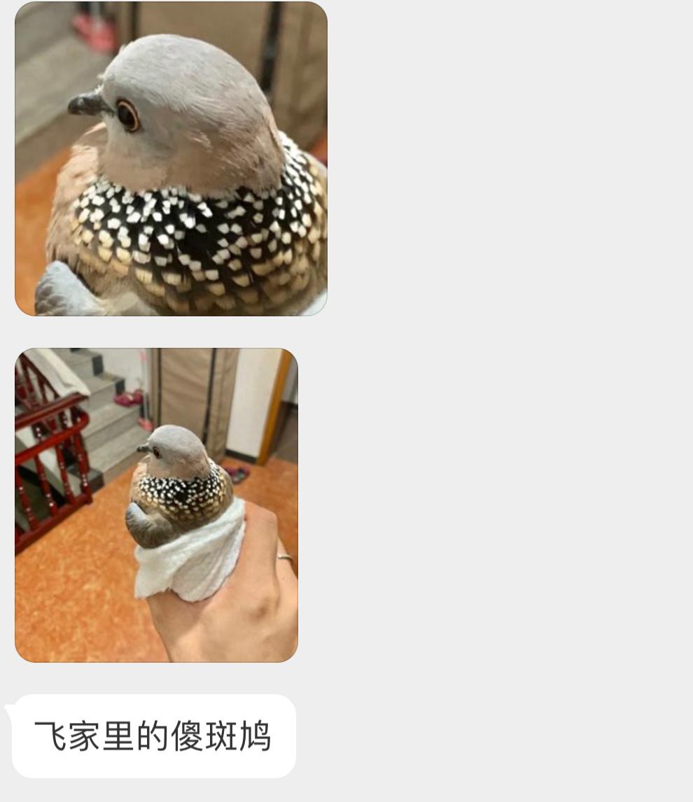 #鸟粉投稿# 把握良鸡环节飞屋里的【珠颈斑鸠】被握住后的小眼神好呆滞🙊让它飞走