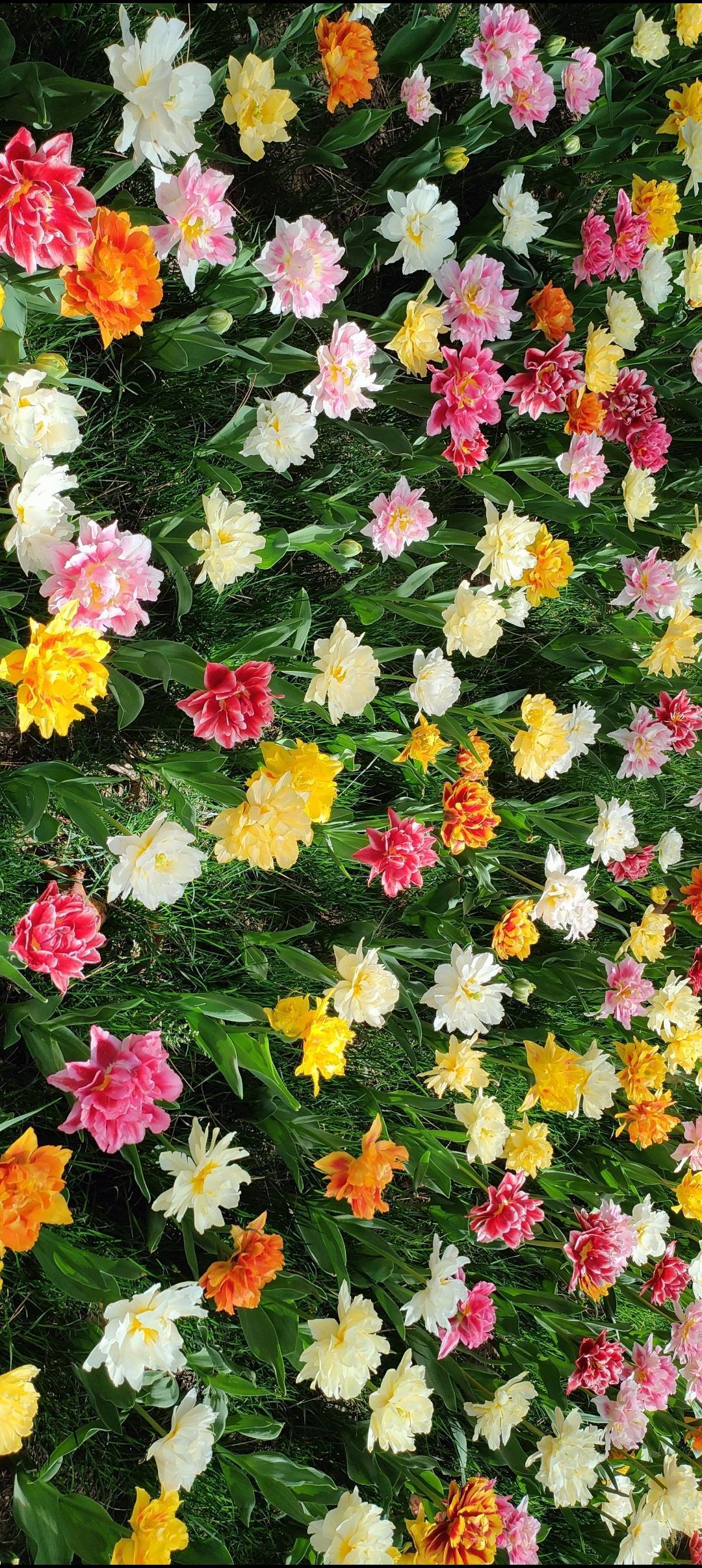 五彩缤纷的郁金香花海，春天的色彩盛宴！🌷💐🌸