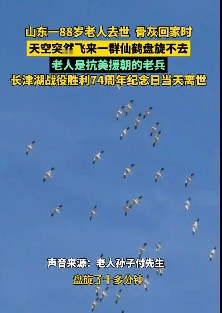 山东滨州一88岁抗美援朝老兵骨灰回家时飞来一群仙鹤，驾鹤西去，愿老兵一路走好[蜡