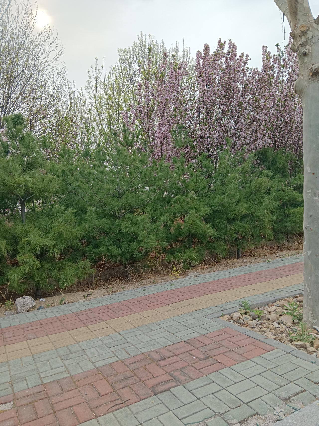 连续忙了三天迁祖坟，今天终于忙完了，回家路上看到路边正在盛开的花，心情很好，终于