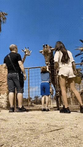 到动物园投喂野生动物，这种行为一直我都不赞成，动物园饲养的野生动物，理应由动物园