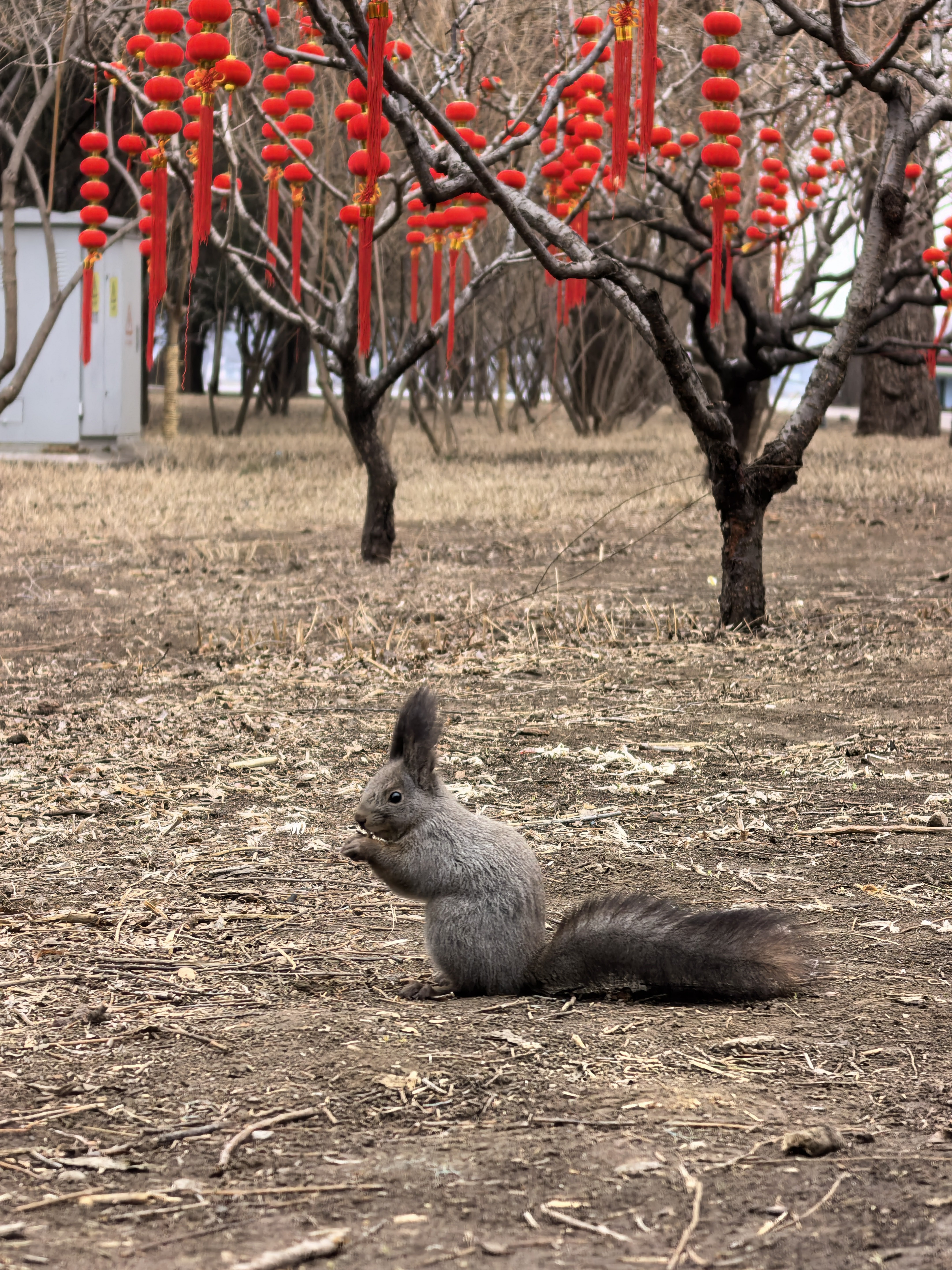 晨起入园，不看亭台楼榭，却被这方寸生灵打动。红灯笼高悬着人间的期许，小松鼠专注于