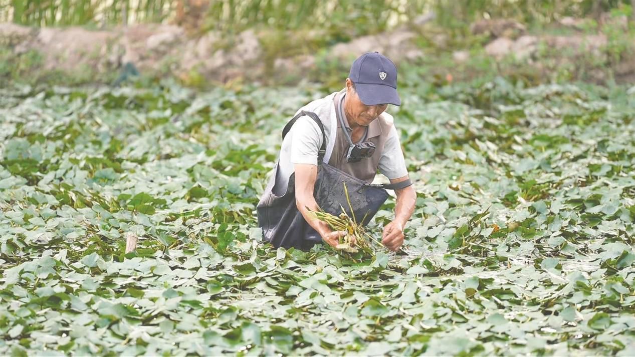 宁波奉化菱塘藏着两代人的夏日回忆 盛夏时节，宁波奉化西坞街道东陈村八亩菱塘荷叶繁