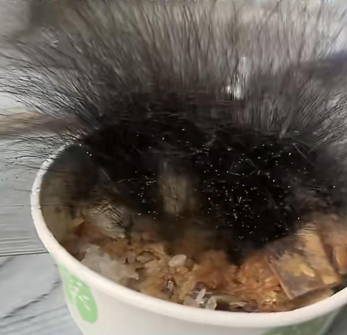 被眼前的这一幕惊呆了，
那个被遗忘半个月的牛肉饭
男子春节回家过年，却把一碗吃剩