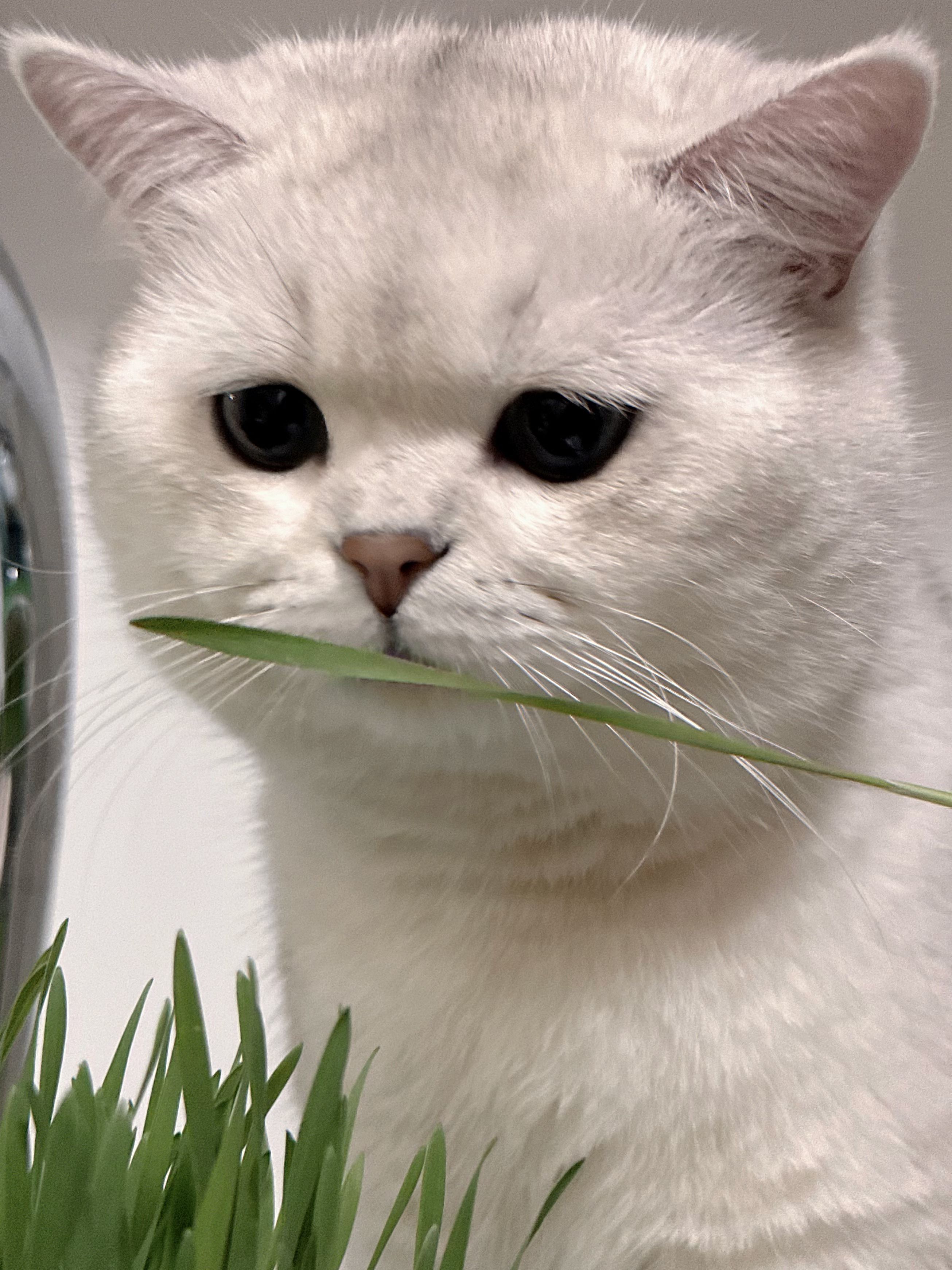 如何让一只小猫失去理智！