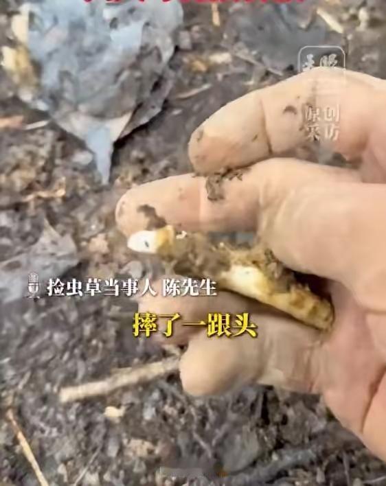 有位大哥在山上走路没留神摔了一跤，本以为得疼半天，结果低头一看，好家伙！眼前全是