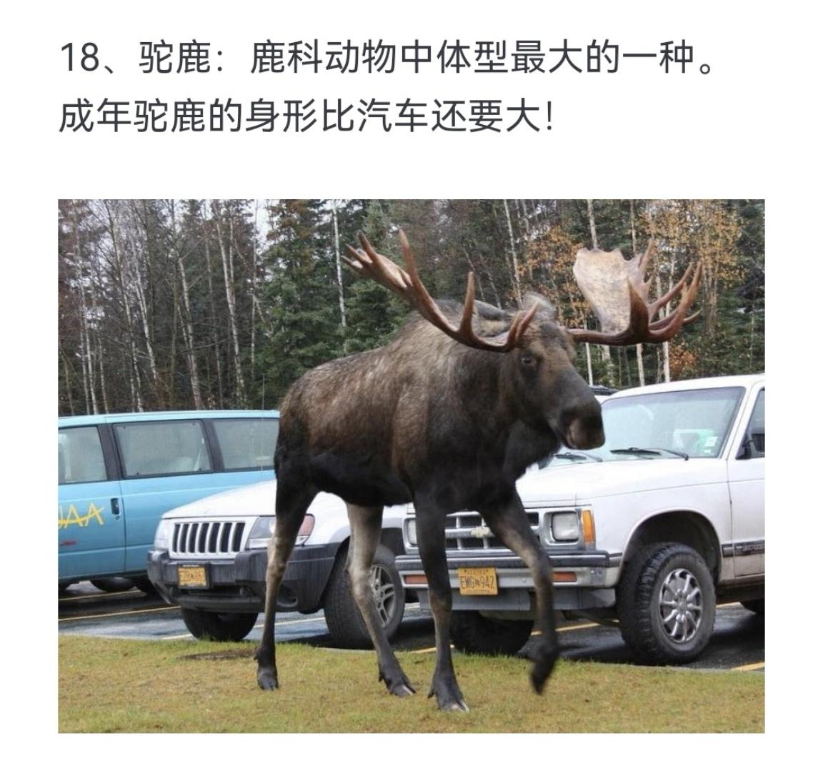 驼鹿：鹿科动物中体型最大的一种 成年驼鹿的身形比汽车还要大