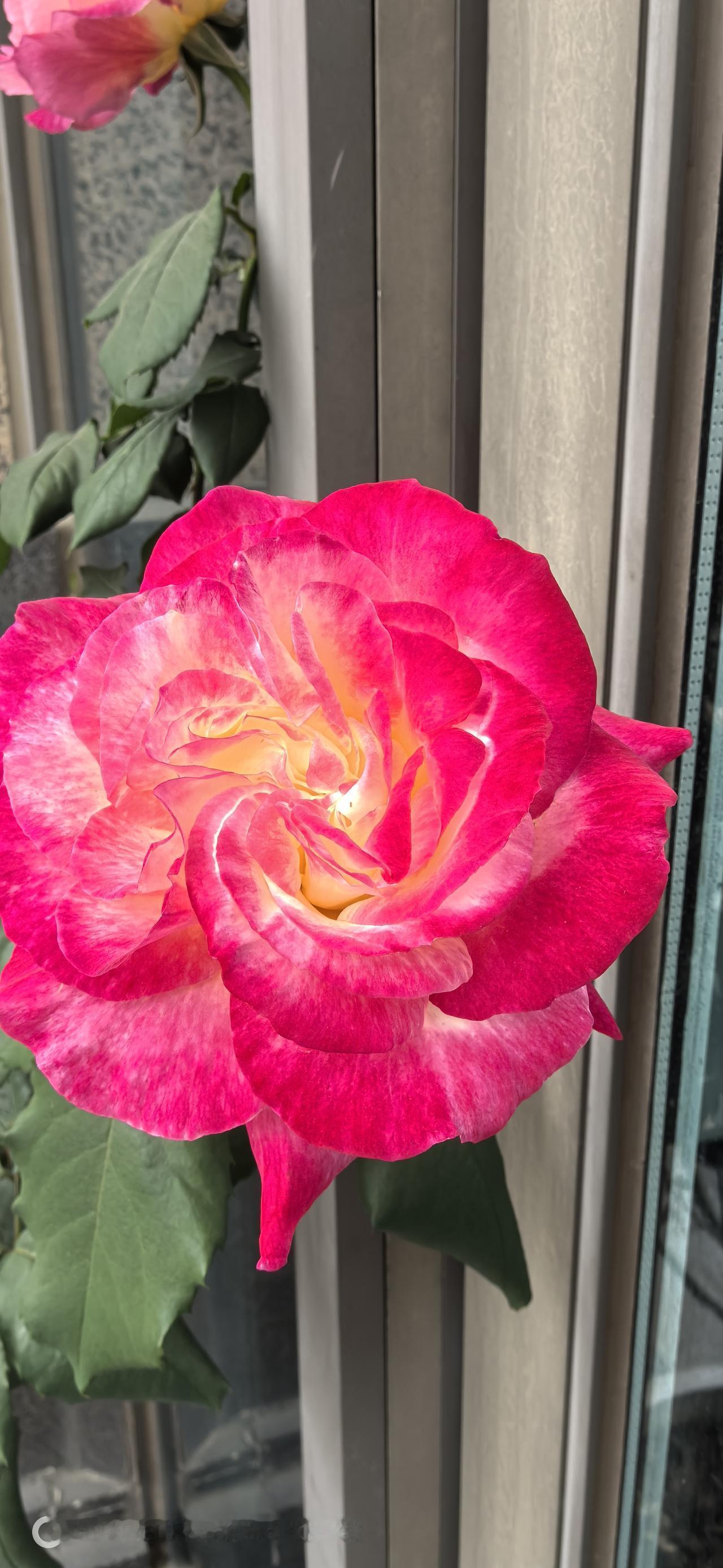 惊艳的粉色玫瑰，绽放出春天的气息！🌹🌸