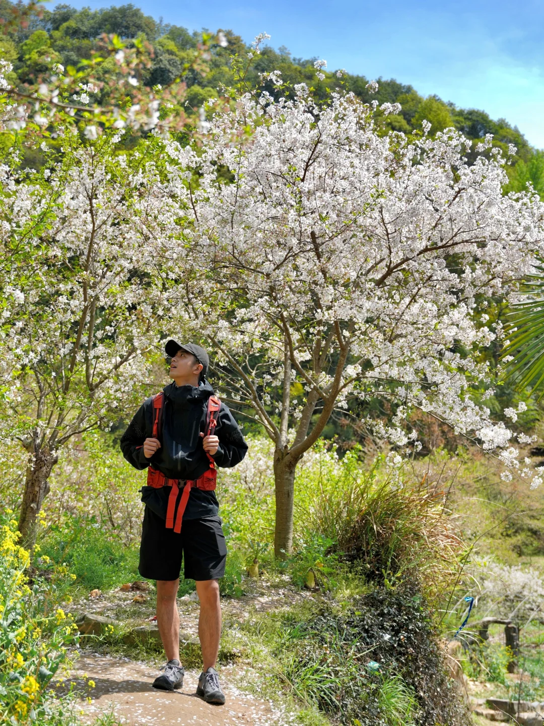 浙江嵊州樱花谷！我踩的雷将会为你铺路！