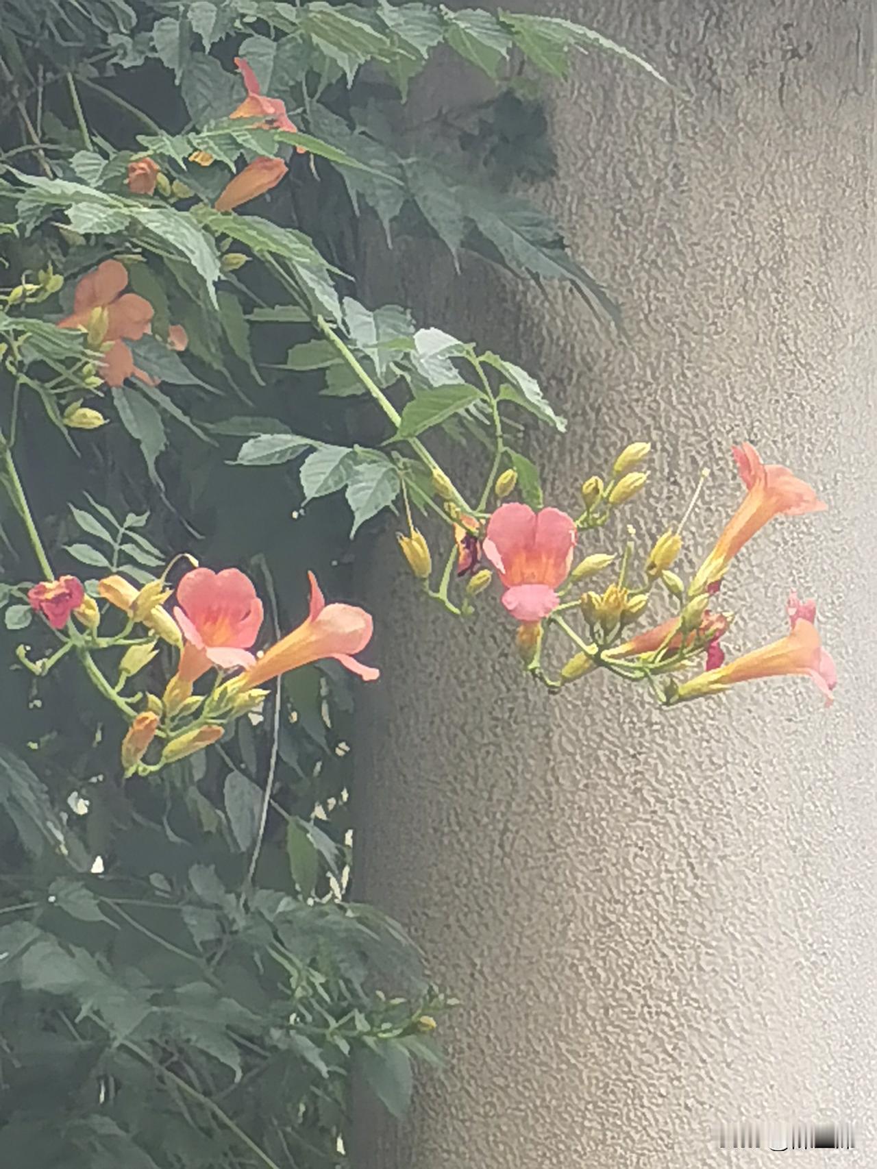 夏日爱好打卡在古代，凌霄花常被文人墨客写入诗词，象征着志存高远。现在，凌霄花也是