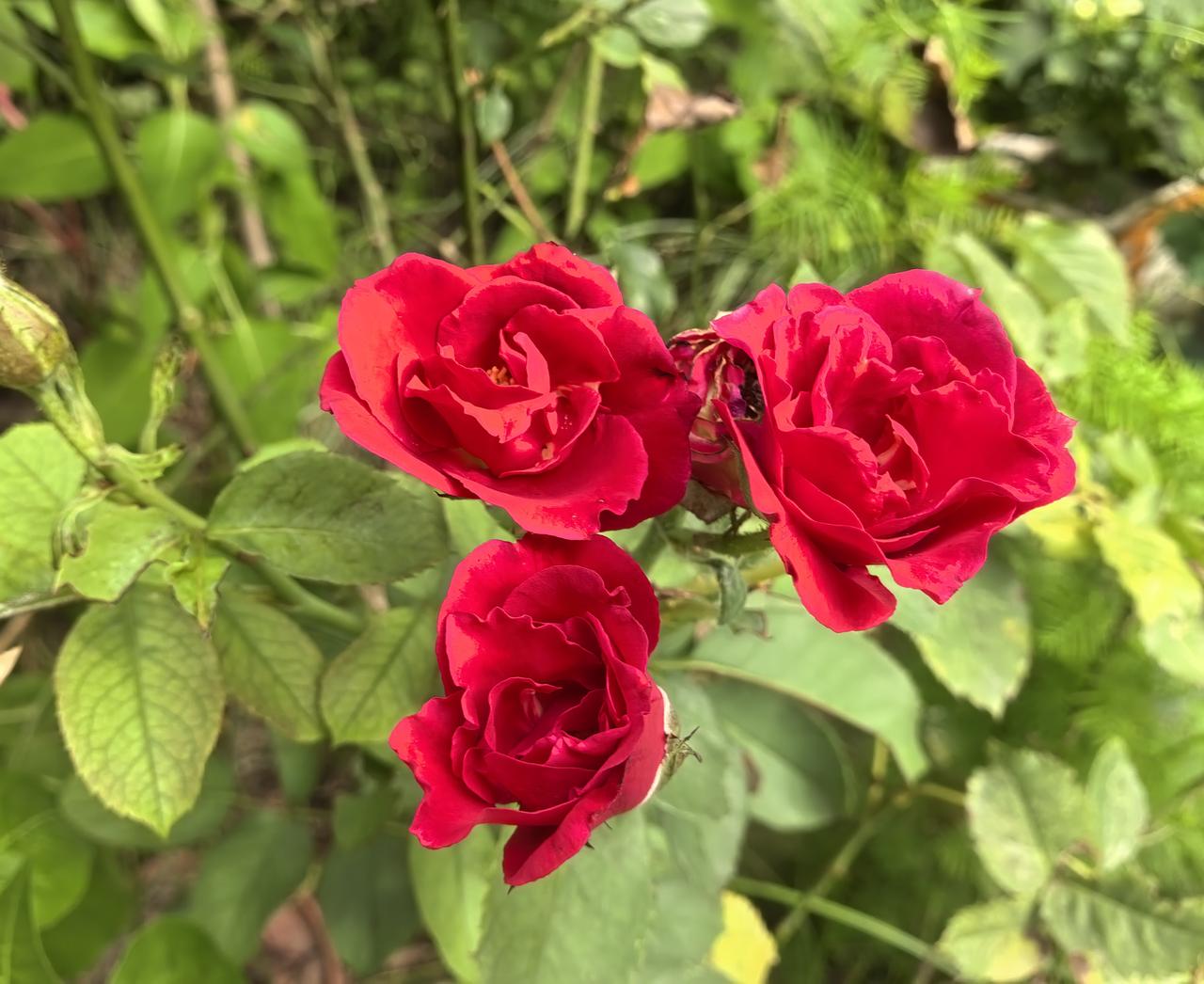 娇艳欲滴的红色玫瑰，绽放在阳光下的花园里。🌹🌸