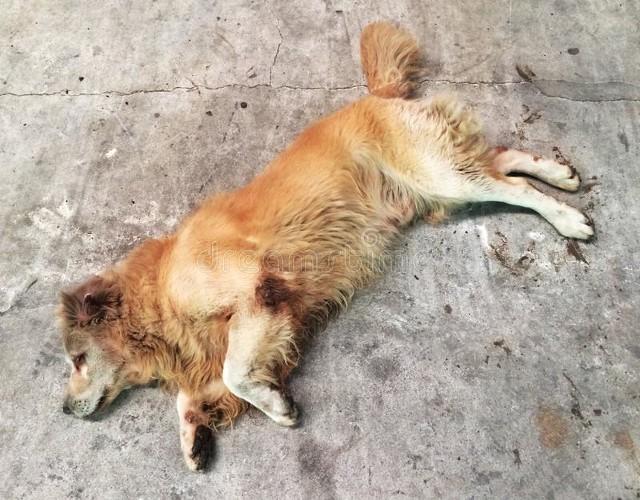 浙江，五旬阿姨路边捡来死狗，红烧后全吃光！半个月后身上莫名出现青紫色斑，身上多处