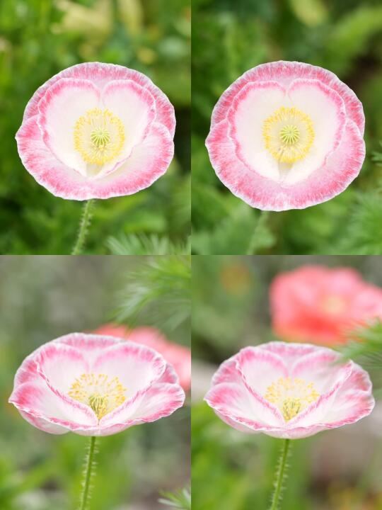 美在心巴上的虞美人 真雪莉🌷🌸🌷