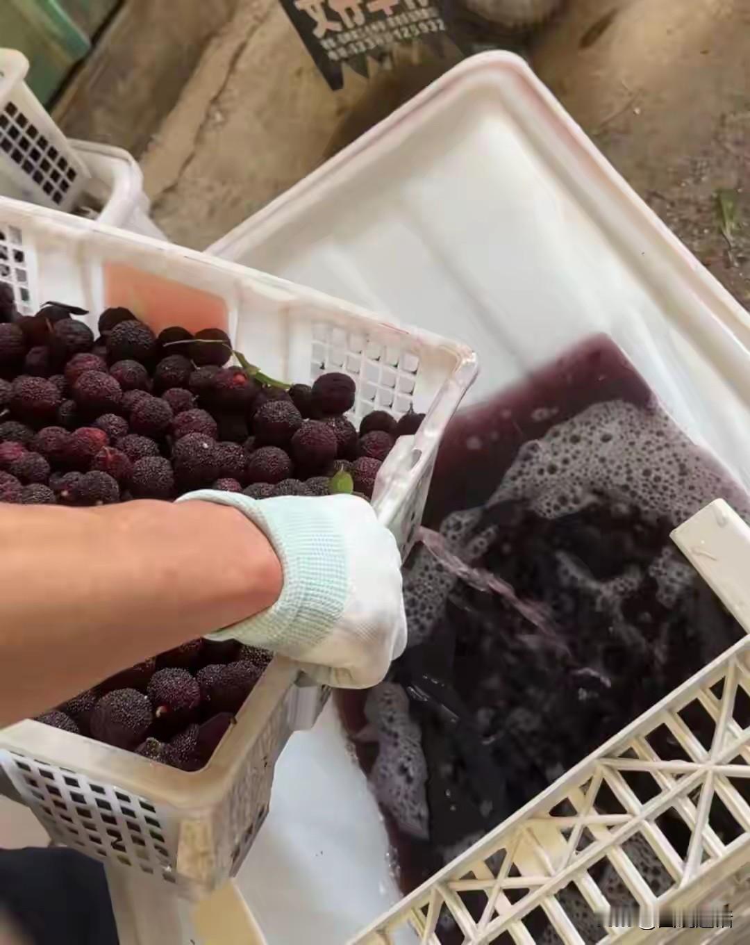 脱氢乙酸钠防腐剂+8000倍甜度甜味剂，这样的杨梅谁还敢吃？近期，漳州龙海杨梅产