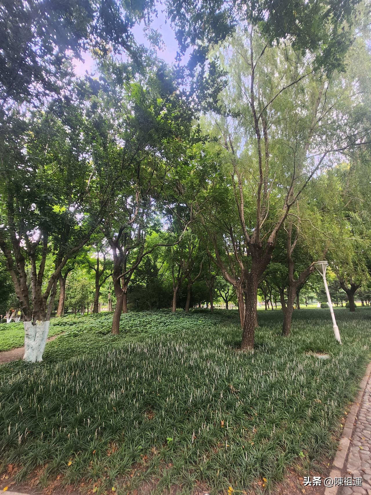漫步在公园的小径上，绿树成荫，蝉鸣声声，仿佛是大自然演奏的交响曲。路边的花朵五彩