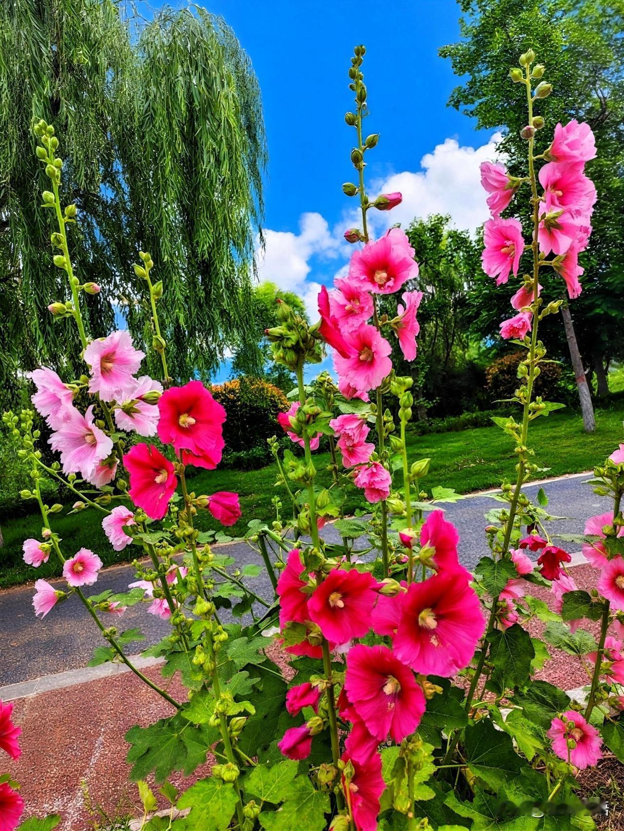 粉花映日红，绿柳拂云轻。🌸🌿🌞