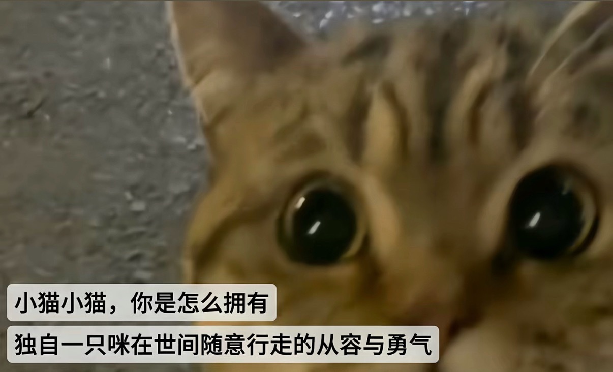 小猫咪有勇气 