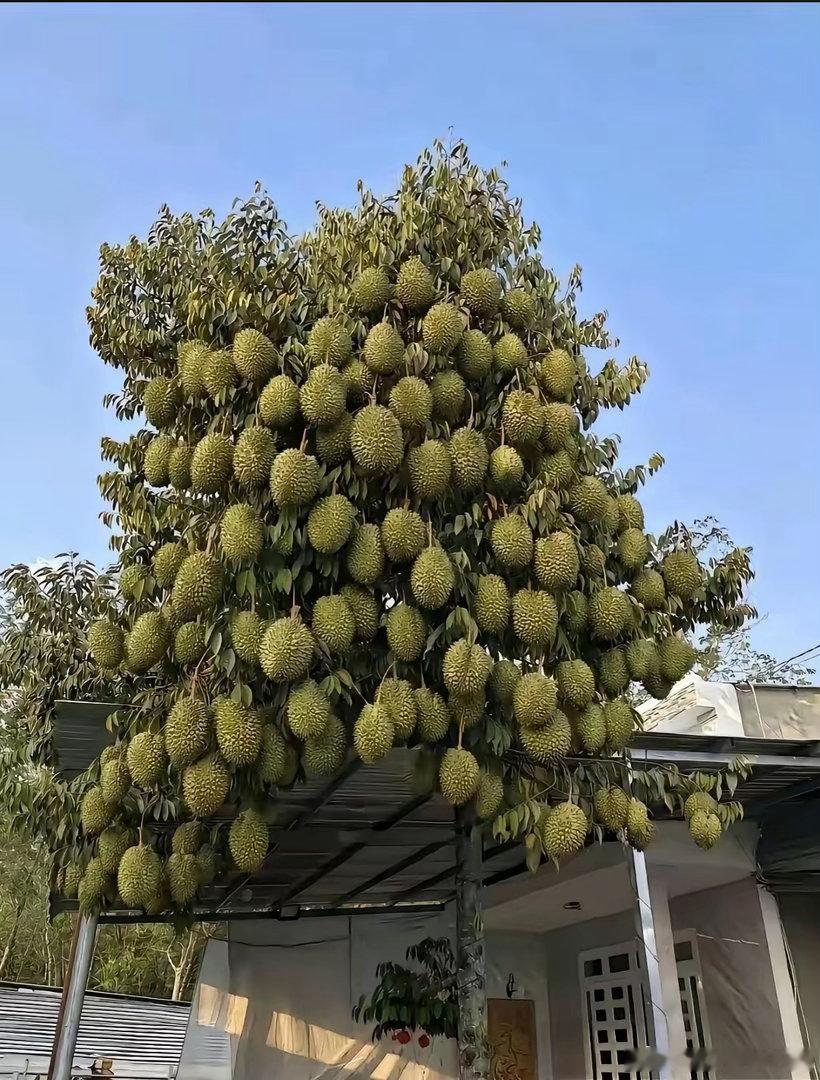 要是买这棵树得多少钱呀？ 