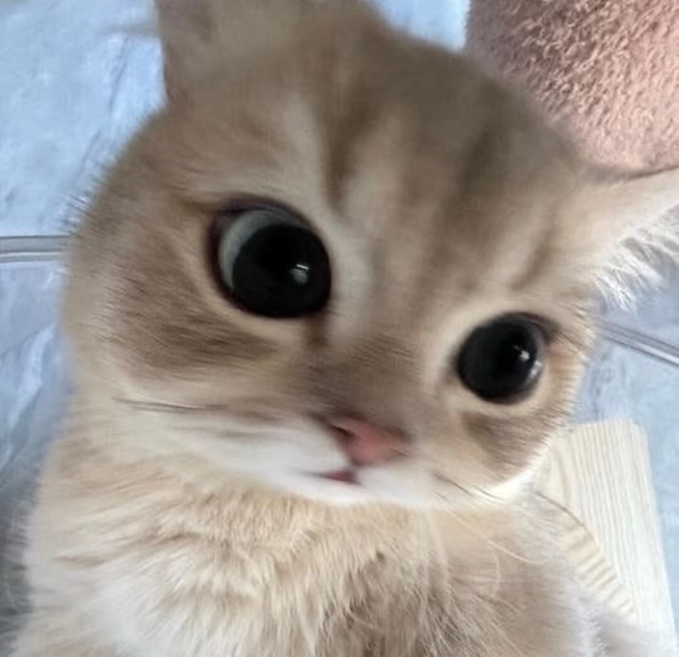 咪咪疑惑 