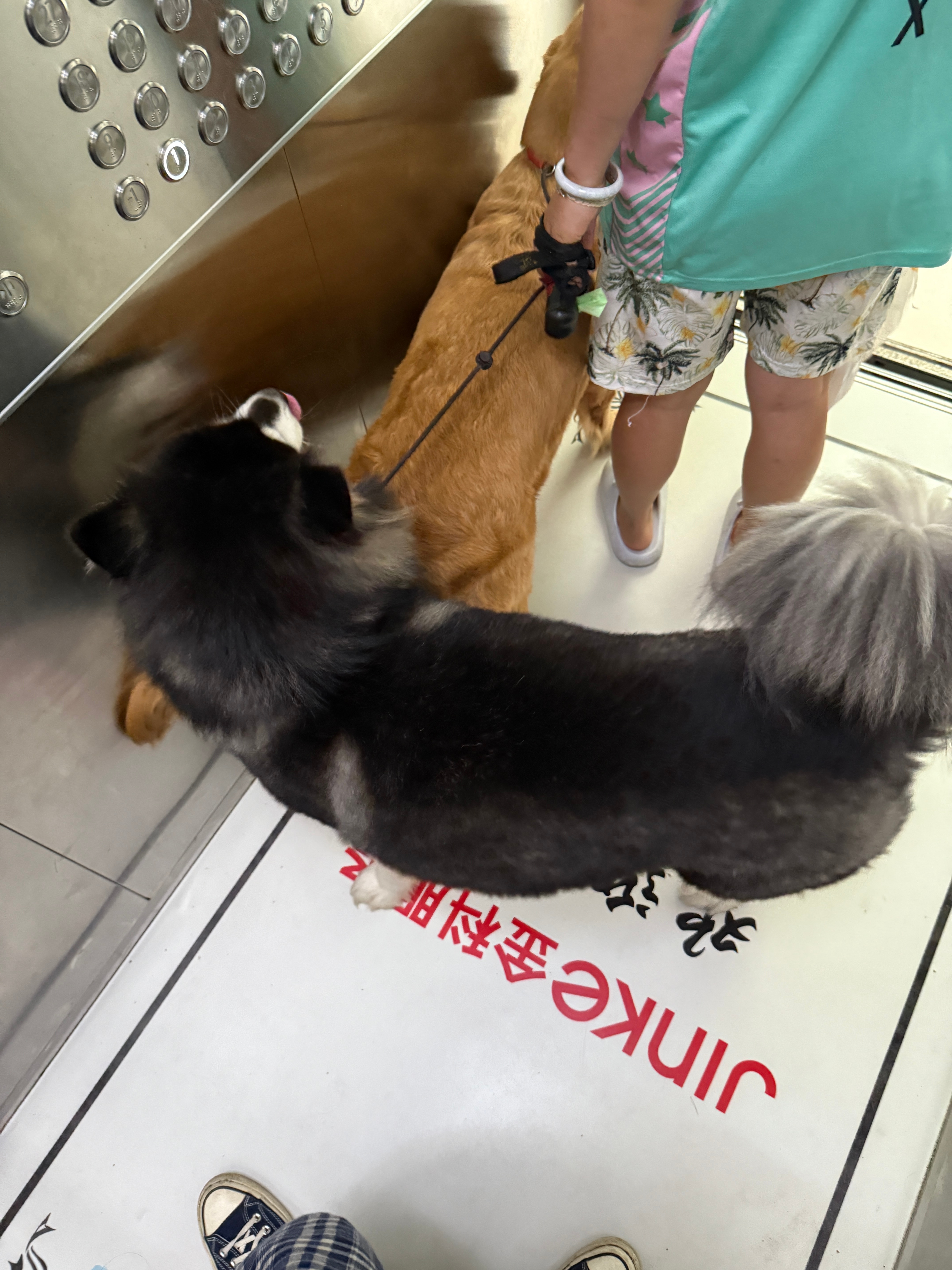 我可能真的养不了狗，这两宝一进来臭的我干呕好几次。朋友家养猫她说如果算得好优惠两