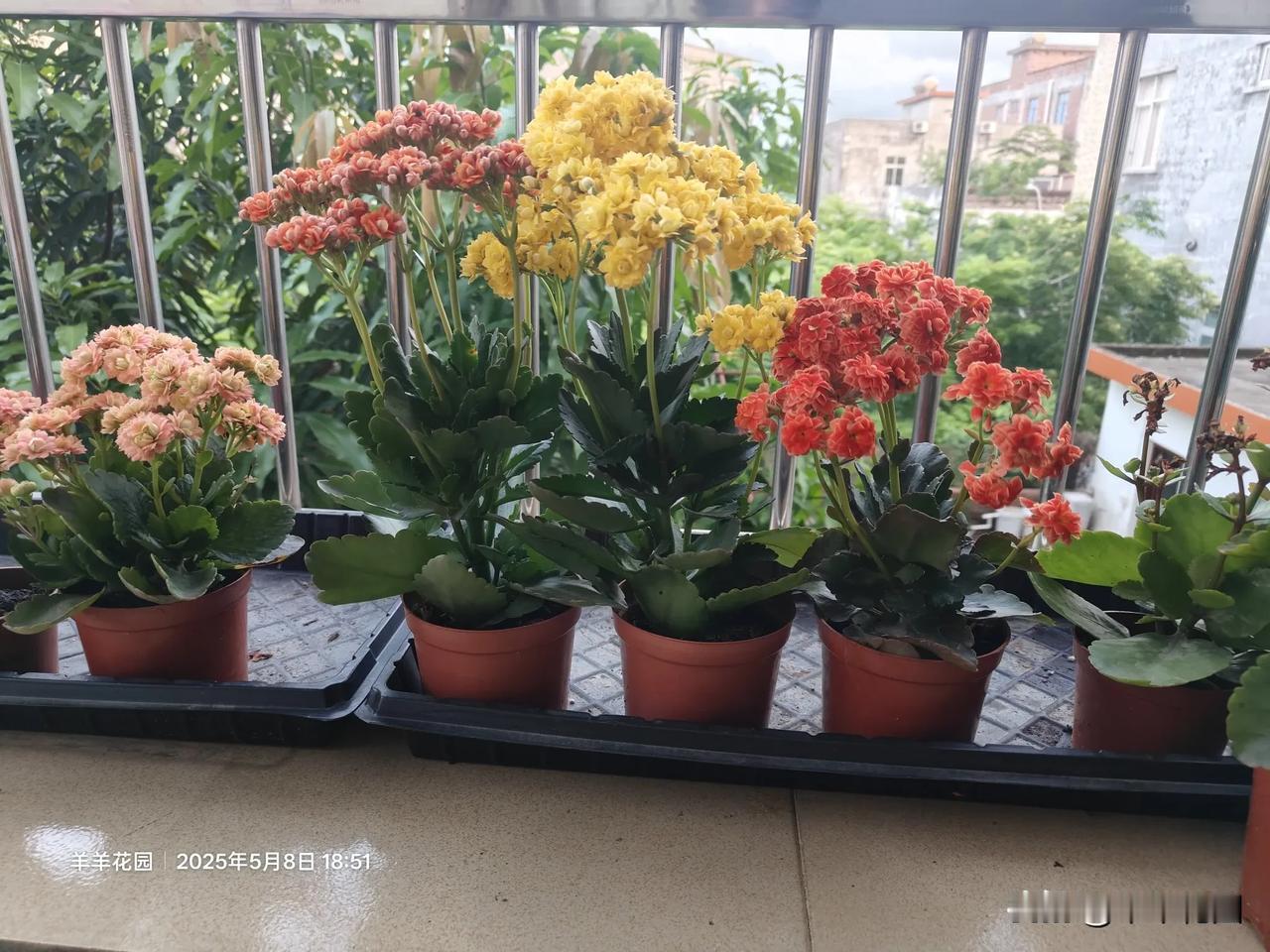 我的阳台小花园长寿花 长寿花
