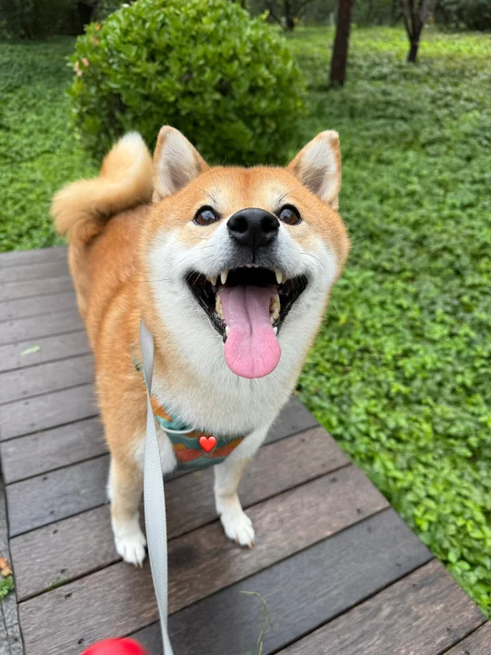 甜美小狗大赛，现在开始